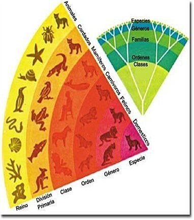 Clasificación formal de los seres vivos