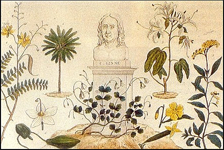 Real Expedición Botánica del Nuevo Reino de Granada