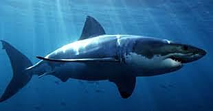 En Australia, descubrimiento de los primeros tiburones híbridos (Wikipedia, s.f).