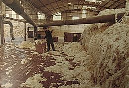 Auge de la exportacion de lana