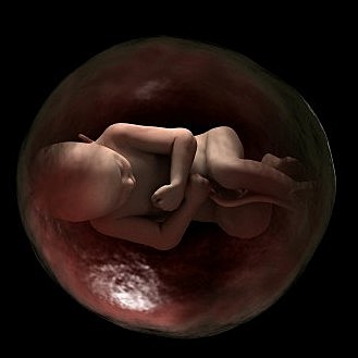 DE LA CONCEPCIÓN AL NACIMIENTO