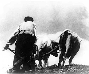 Сплошная коллективизация