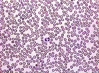 Blood Cells