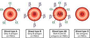 Blood types