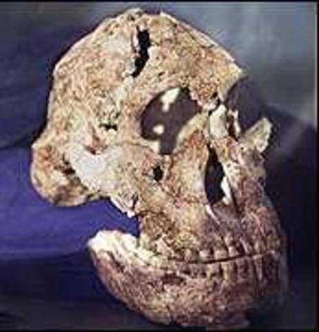 Australopithecus garhi