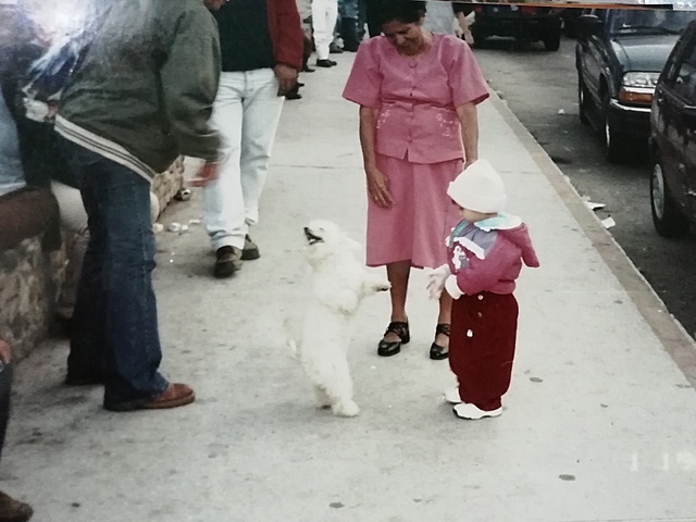 Perrito en el camino