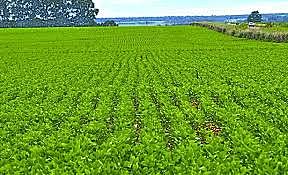 Acabar a fome no Mundo