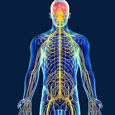 Timeline: Ontogénesis