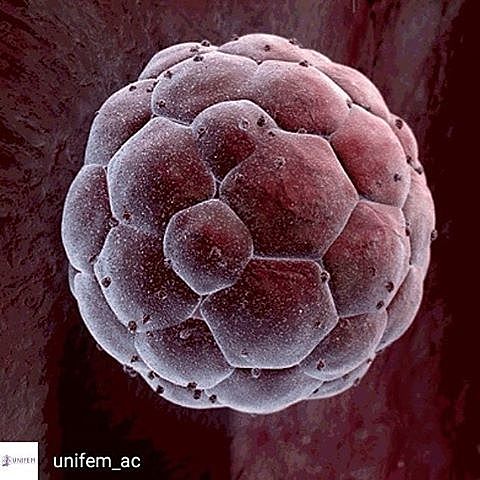 Aparición de mórula