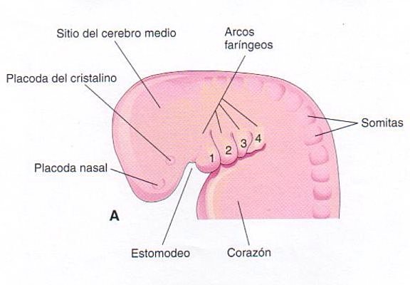 Formación de somitas