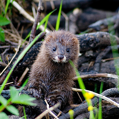 Timeline: Euroopa naaritsa päästimise lugu Tallinna Loomaaias