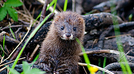 Timeline: Euroopa naaritsa päästimise lugu Tallinna Loomaaias