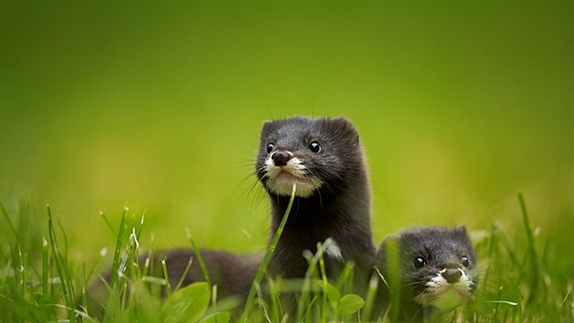 Paljundamiskeskuse rajamine