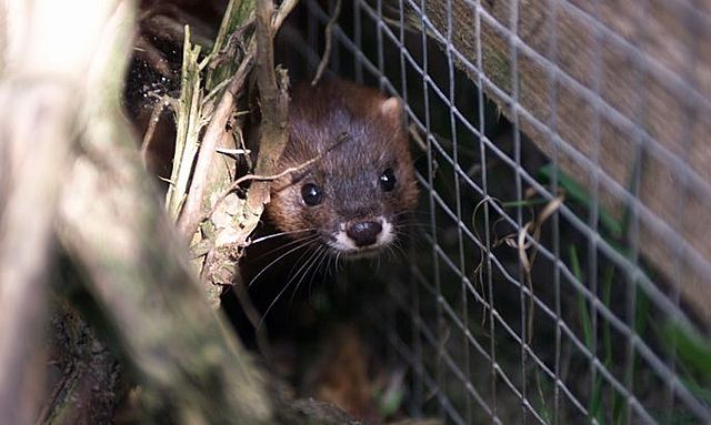 Minkide väljapüük Hiiumaal 1998–2000