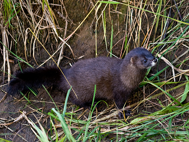 Esimesed katsetused 2000. aastal