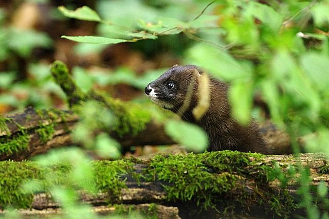 Aastal 2003 tabati seire käigus esimene looduses üleskasvanud naarits
