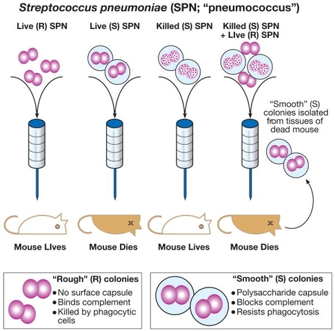 Moving Genetic Material