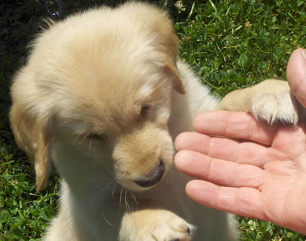 When I Came Home To My Dog