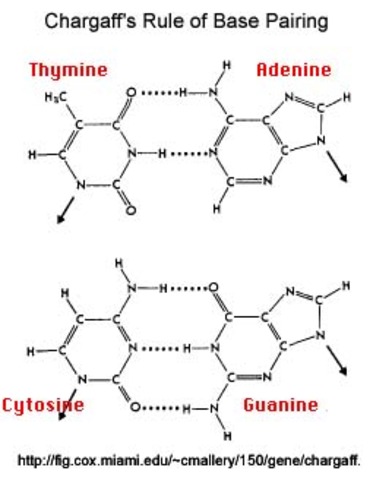 Chargaff and DNA