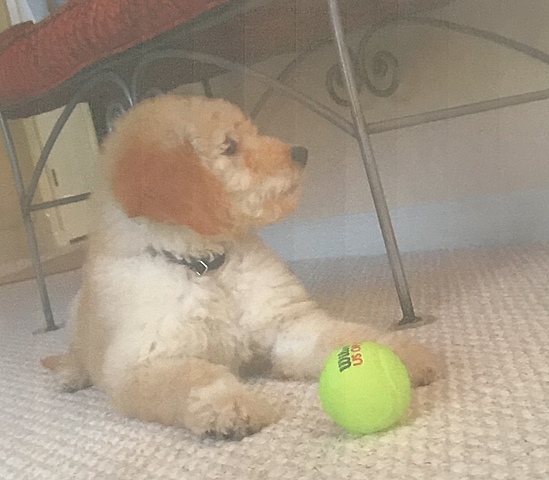 A New Member of the Family