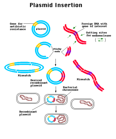 DNA Plasmid Purification