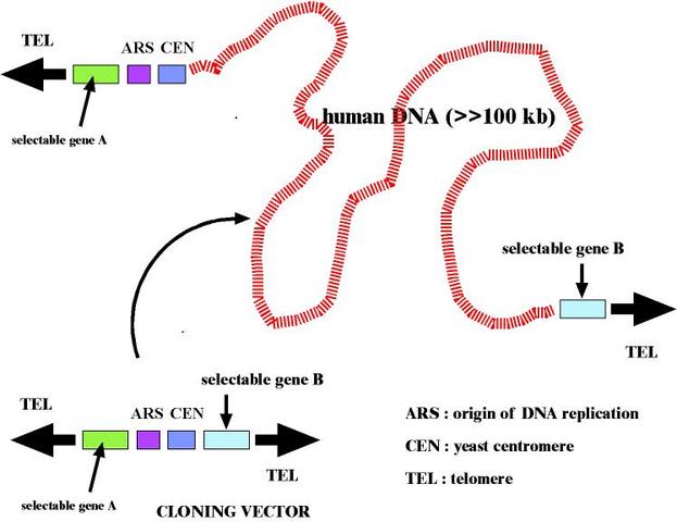 Yeast Artifical Chromosomes