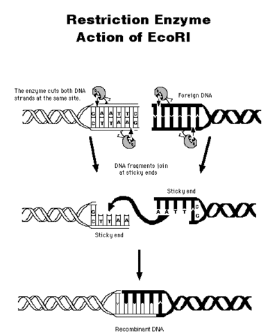 Restriction Enzymes