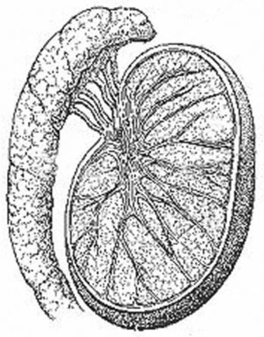 Screeing for Testicular Cancer