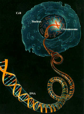 Human Genome Project