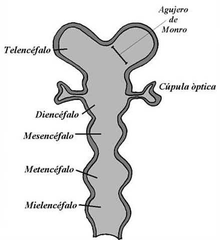 Formación tubo neural