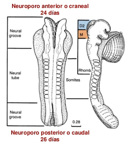 Cierre de neuroporos