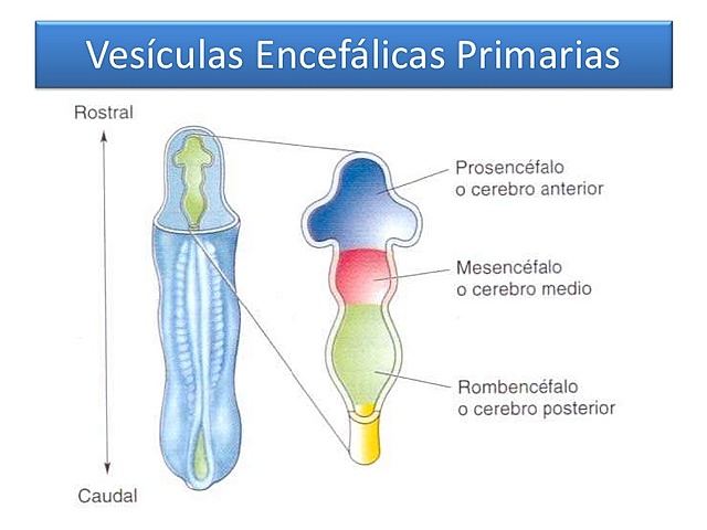 Formación de vesículas primarias