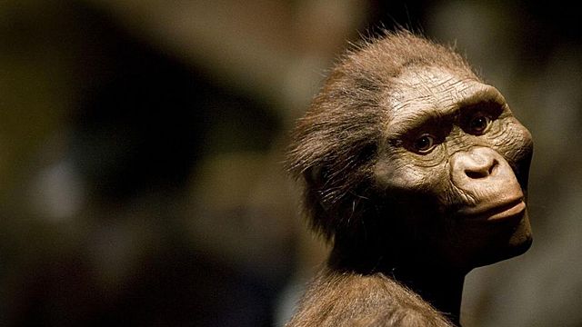 Primers Australopithecus