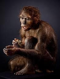 Homo habilis