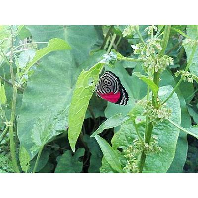 Timeline: Linea de tiempo