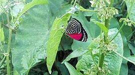 Timeline: Linea de tiempo