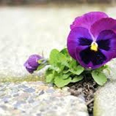 Timeline: Bloom Where You Are Planted: Discussion 5