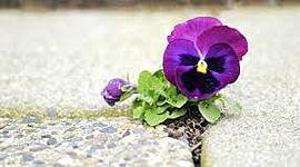 Timeline: Bloom Where You Are Planted: Discussion 5