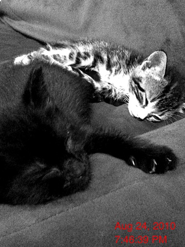 An Adorable Surprise