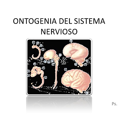 Timeline:  Ontogénesis del Sistema Nervioso