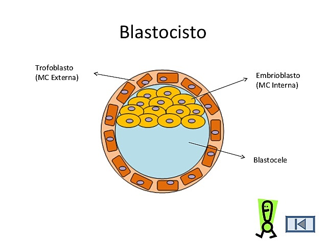 Formación del disco embrionario: Mórula y blastocisto