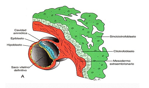 Formación del blastocisto