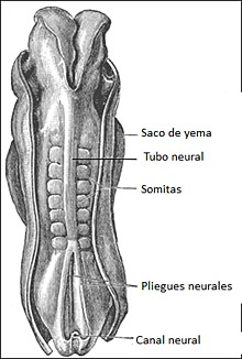 Aparición de Somitas