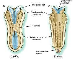 Formación de Vesículas primarias y secundarias