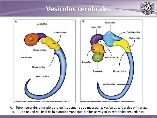 Formación de vesículas cerebrales