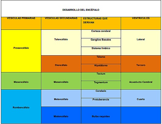 Estructuras originadas de las vesículas cerebrales secundarias