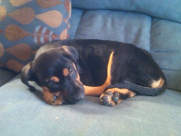 My sister bought a dog