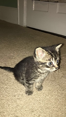 Finding and adopting my cat