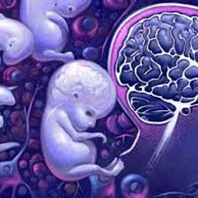 Timeline: ONTOGÉNESIS SISTEMA NERVIOSO