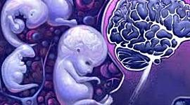 Timeline: ONTOGÉNESIS SISTEMA NERVIOSO